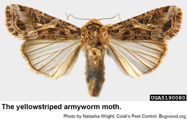 This yellowstriped armyworm moth